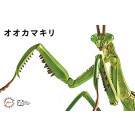 自由研究シリーズ いきもの編 オオカマキリ フジミ, FUJ70824, by フジミ