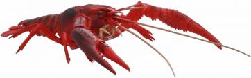 自由研究シリーズ いきもの編 アメリカザリガニ(レッド) フジミ, FUJ70831, by フジミ
