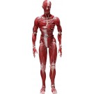 figma 人体模型 フリーイング, FRE10427, by FREEing