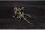 1/18 G.M.G.(ガンダムミリタリージェネレーション)?機動戦士ガンダム ジオン公国軍一般兵士02 メガハウス, MEG29963, by メガハウス