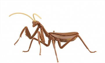 自由研究シリーズ いきもの編 オオカマキリ (茶色) フジミ, FUJ70978, by フジミ