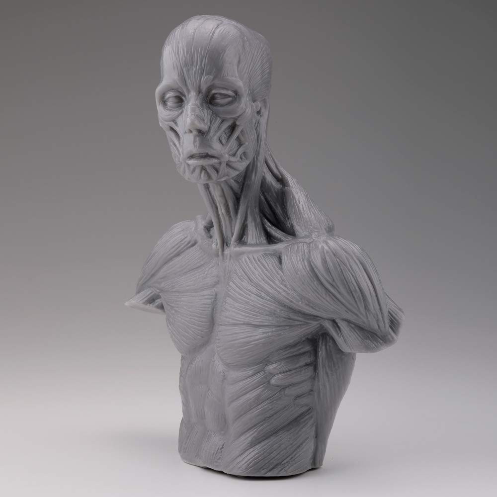 片桐裕司のアナトミー胸像 海洋堂 東京ホビーポータル