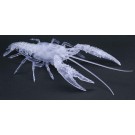 自由研究シリーズ いきもの編 アメリカザリガニ(透明) フジミ, FUJ71005, by フジミ
