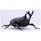 いきもの編 カブトムシ フジミ, FUJ70725, by フジミ