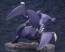 1/8 ARTFX J ポケットモンスター シロナ with ガブリアス コトブキヤ, KBY30255, by コトブキヤ