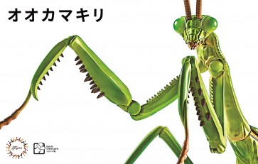 自由研究シリーズ いきもの編 オオカマキリ フジミ, FUJ70824, by フジミ
