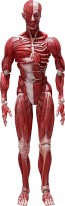 figma 人体模型 フリーイング, FRE10427, by FREEing