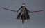figma Bloodborne The Old Hunters Edition 時計塔のマリア DXエディション マックスファクトリー, MAX67741, by マックスファクトリー